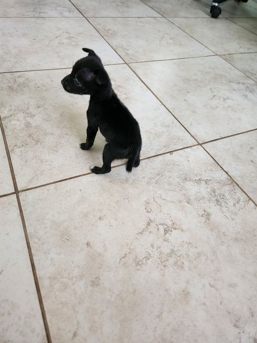 Мини пинчер на два месеца