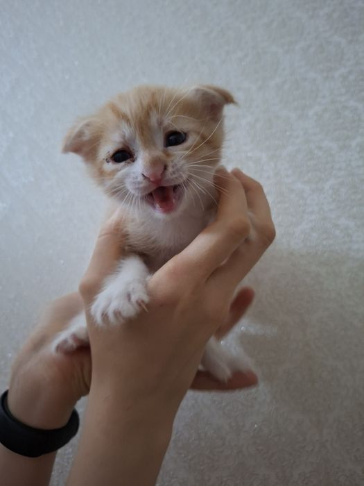 Продаются котята Шотландские Фолд