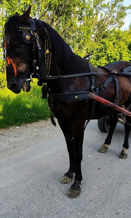 Vând cal foarte cuminte !!
