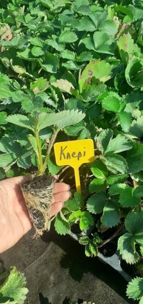 Клубника Саженцы-Рассада в касетах Оптом