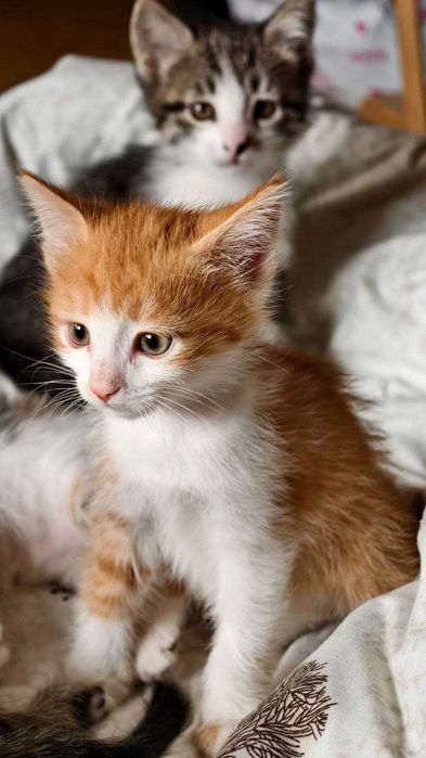 Котята в добрые и ответственные руки!