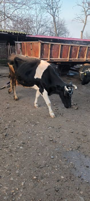 Vand vaca holstein