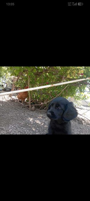 Продаю собака ...