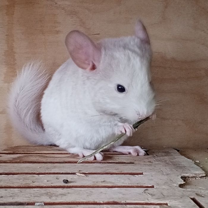 Бронь на мальчика шиншиллу