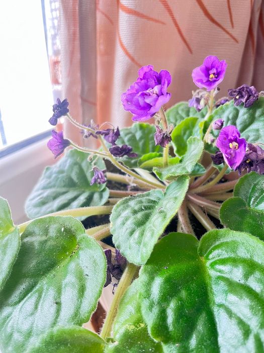 Продам комнатные растения