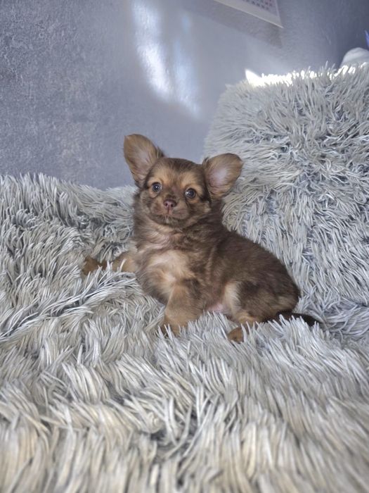 чихуа-хуа момченце