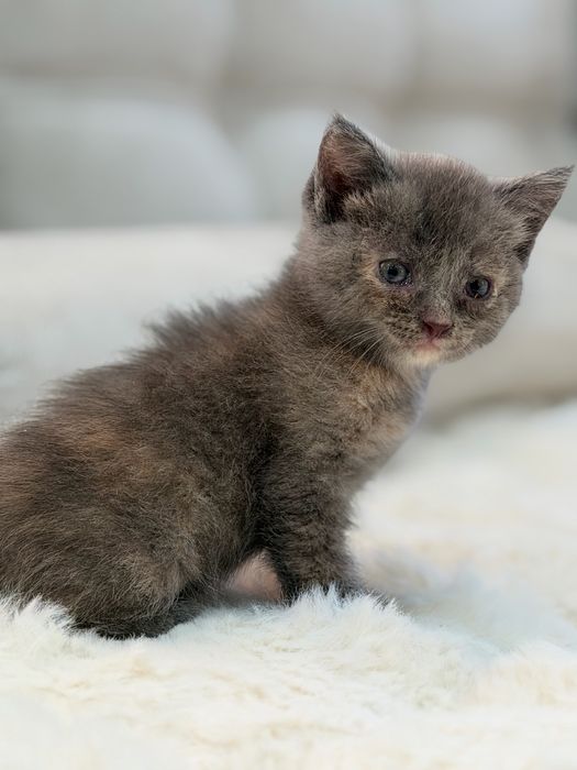 Отдам котёнка в добрые руки