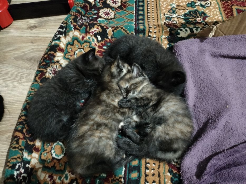Отдам в хорошие руки