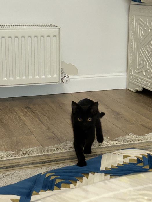кошка срочноо