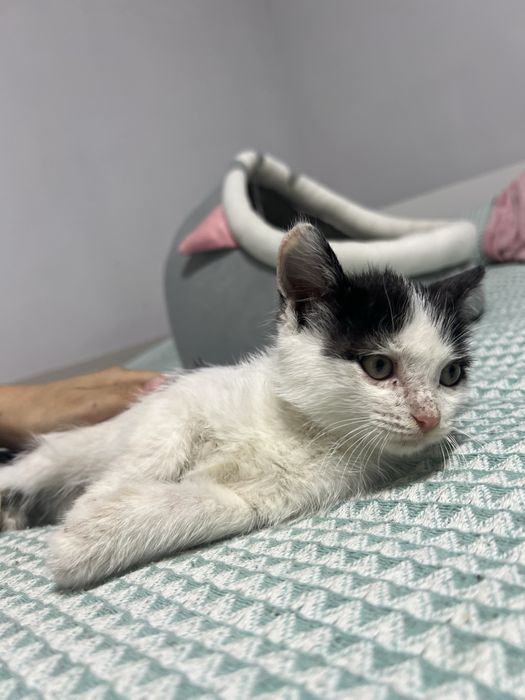 Кошка бесплатная домашняя