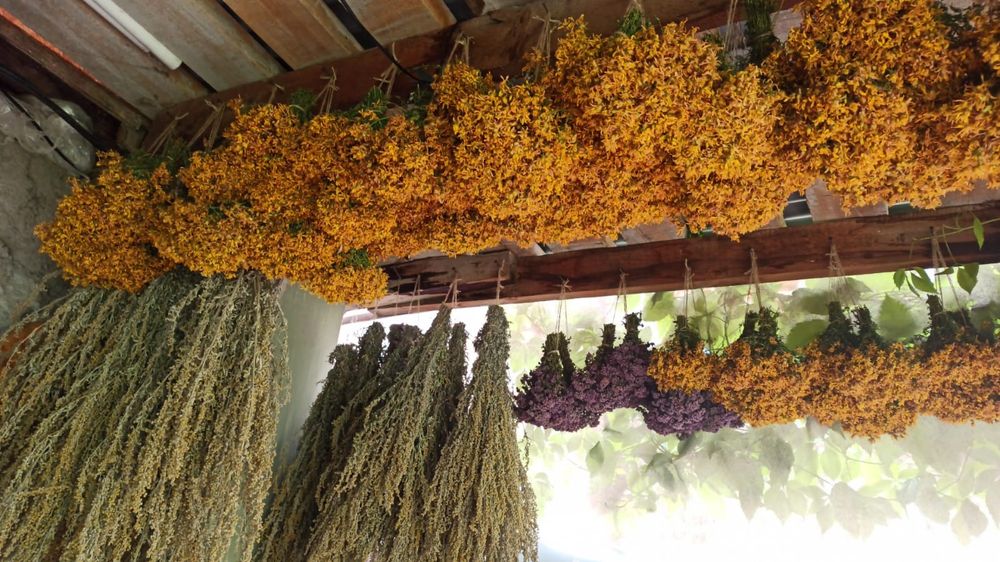 Душица (орегано) сушёная (пучками)