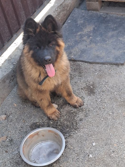 Щенки в надёжные руки