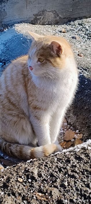 Найден кот рыжий