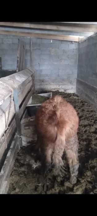 Бычок откорымда баиланган сатылады