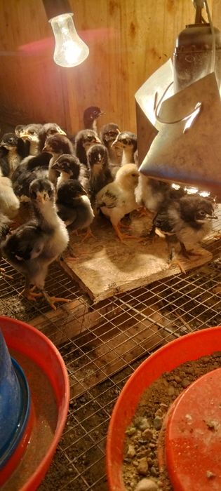 Домашние цыплята ,Хонаки товук чужалар