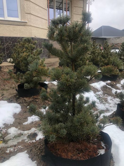 Пятихвойная сосна