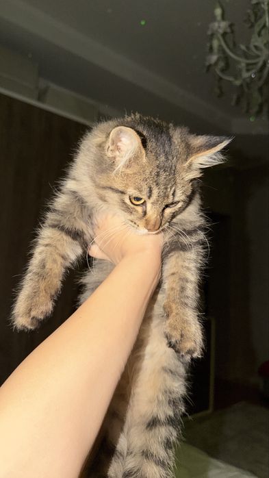 отдам котенка мальчика