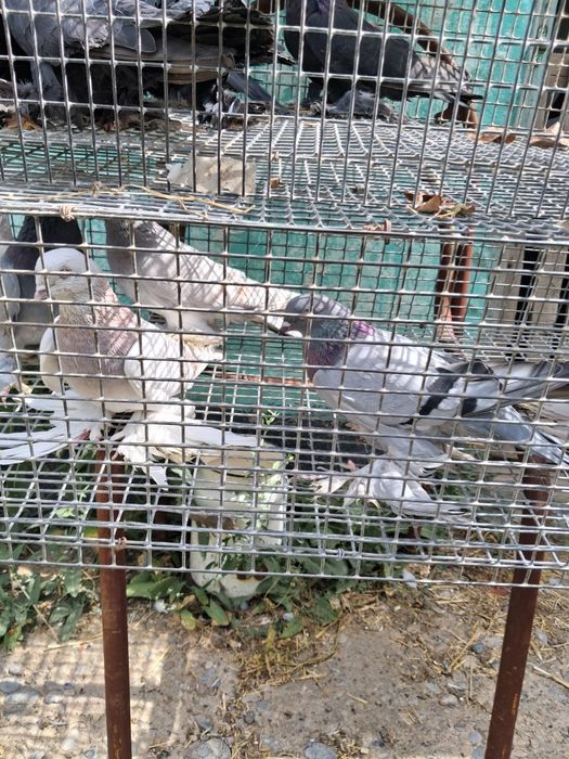 Продаются голуби разных пород.