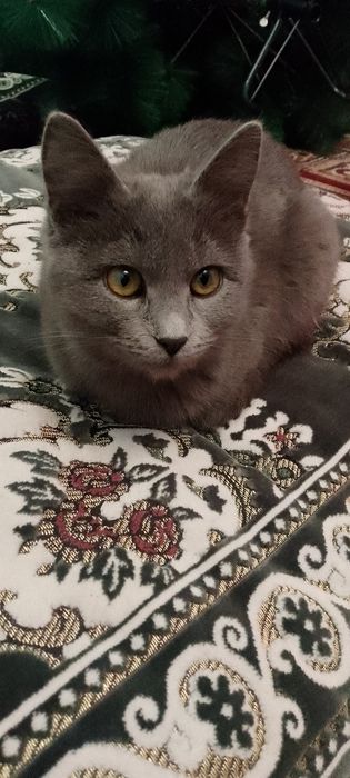 Skotish strayt mushugi sotiladi