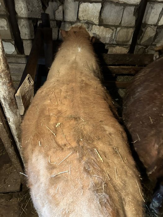 Быки откорм через веса