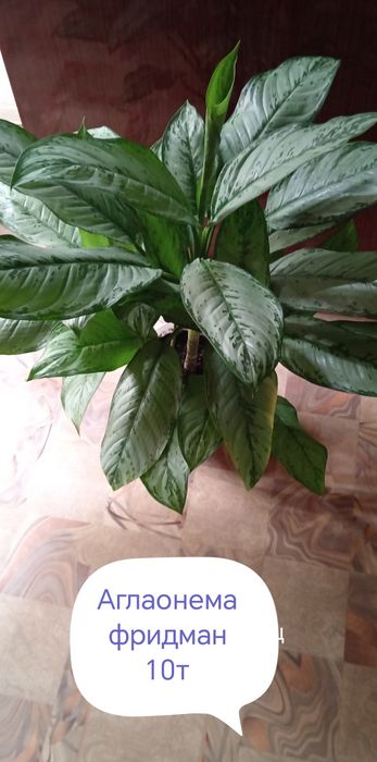 Продам комнатные цветы