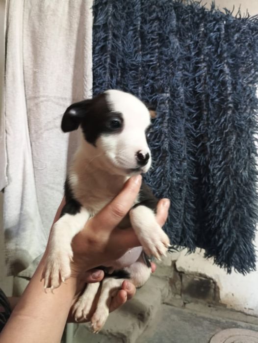 Продаются щенки.