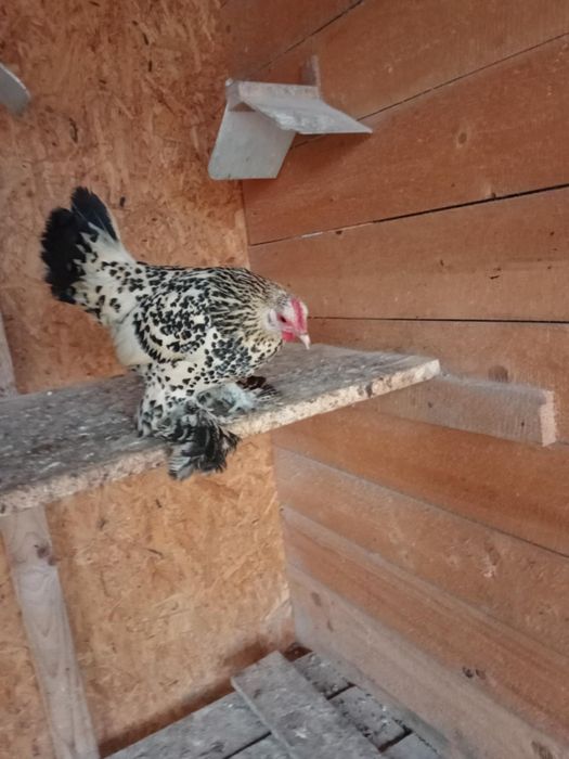 Pitici mi de flori Lemon!