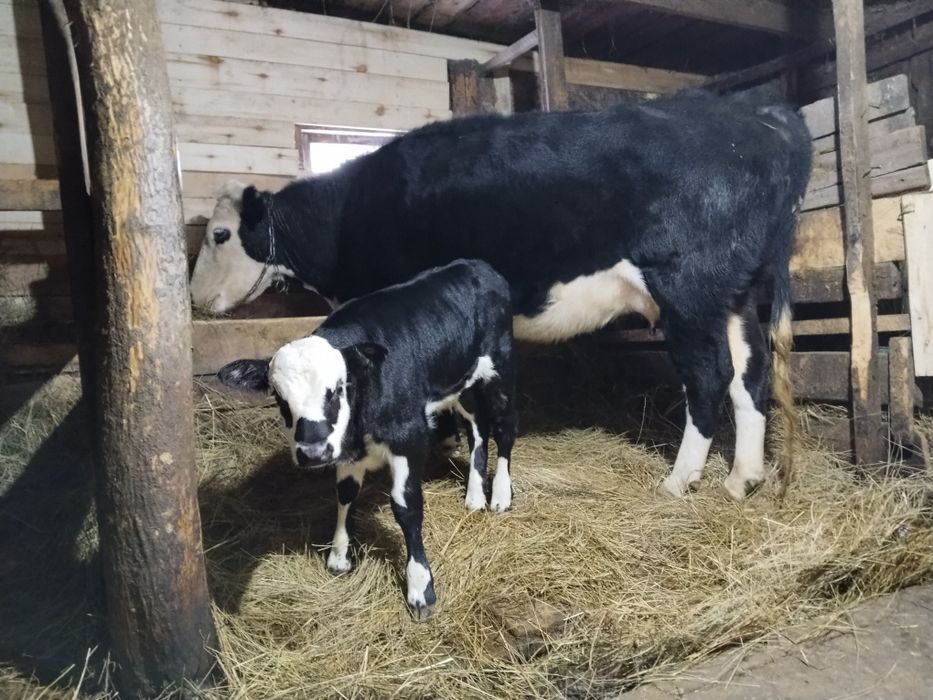 Корова с теленком(бычок)