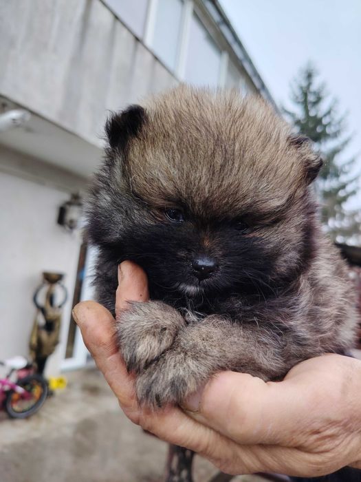 Fetita pomeranian
