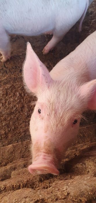 Продаваме малки прасенца