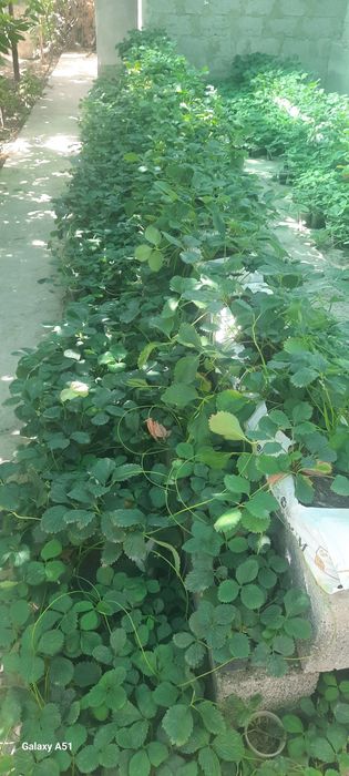 Solhyang  kochatlari sotiladi stakanda