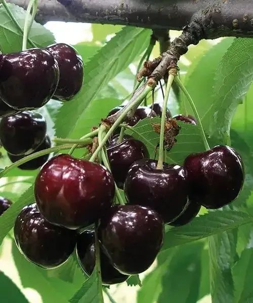 Pomi Fructiferi Pitic Dwrf (Cires )