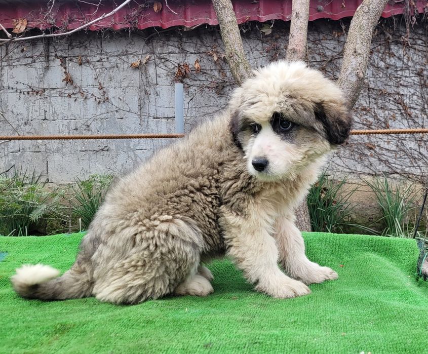 Ciobanesc  românesc Barack.