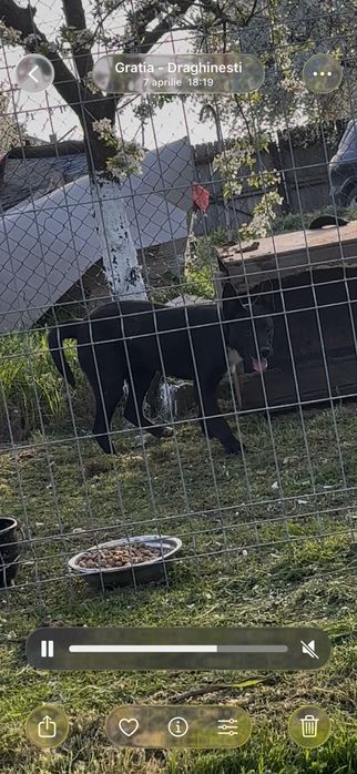 Cateluse spre adoptie