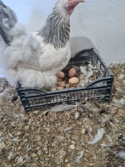 Продам яйцо домашних кур