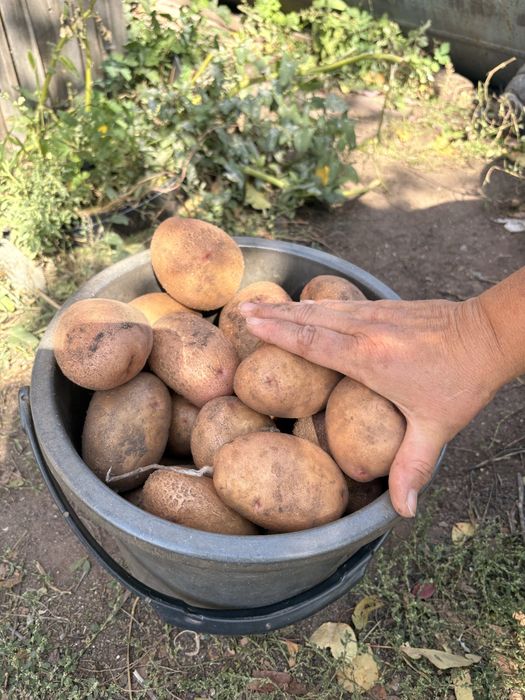 Продам картофель дачный отборный