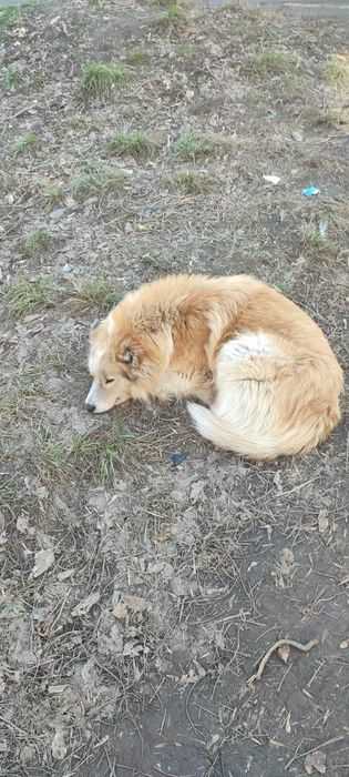 Чья потеряшка? Хозяин, забери!