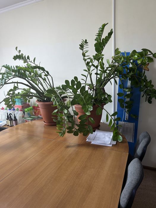 Срочно продам долларовое дерево