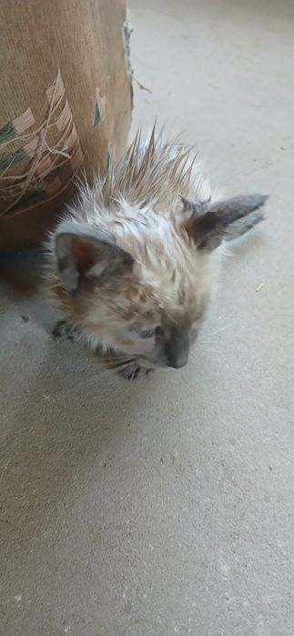 Siam original mushuk narxi kelishiladi