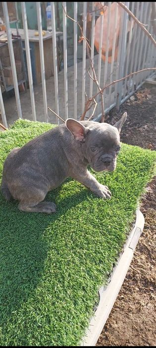 Малыши французики