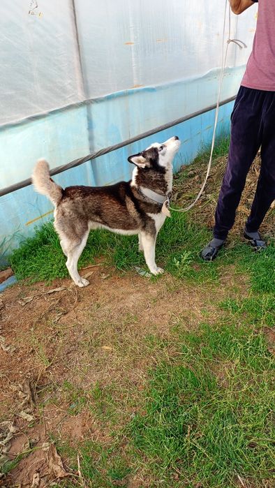 Сибирский хаски таза