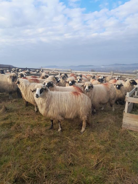 Vănd oi breze originale de tinut