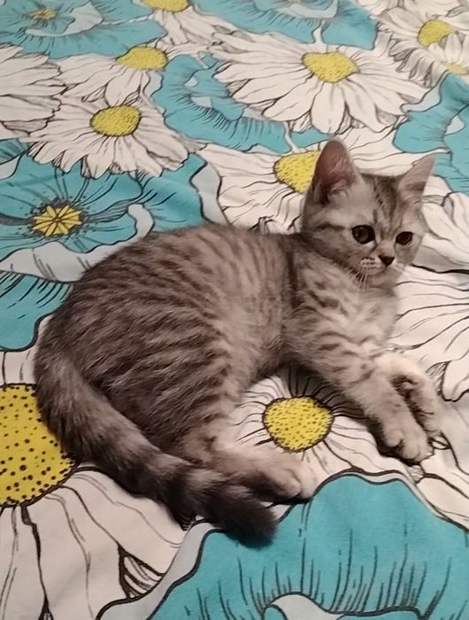 Девочка. Скоттиш страйт.