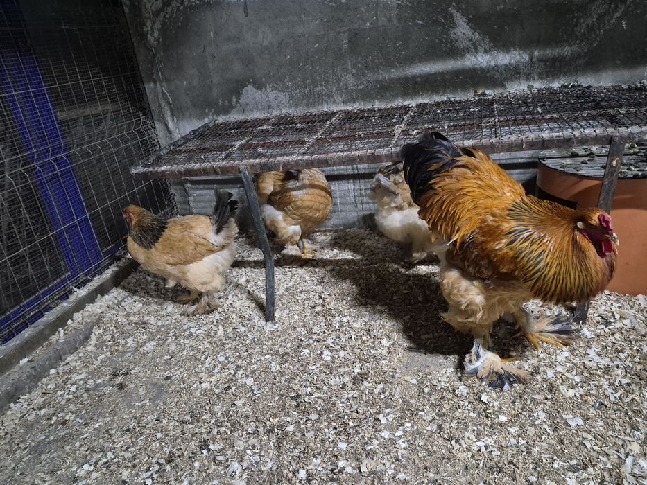 Oua pentru incubat Brahma Cochinchina Combatant indian