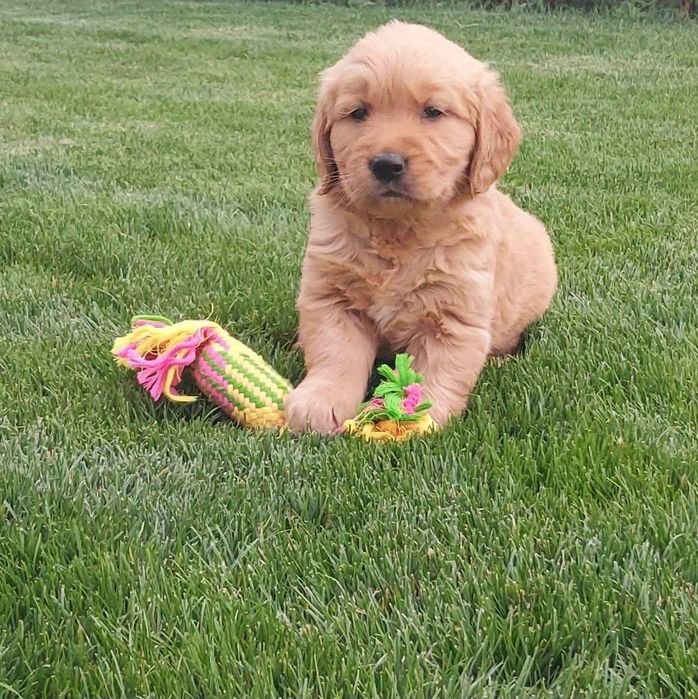 Golden Retriever jucaus !