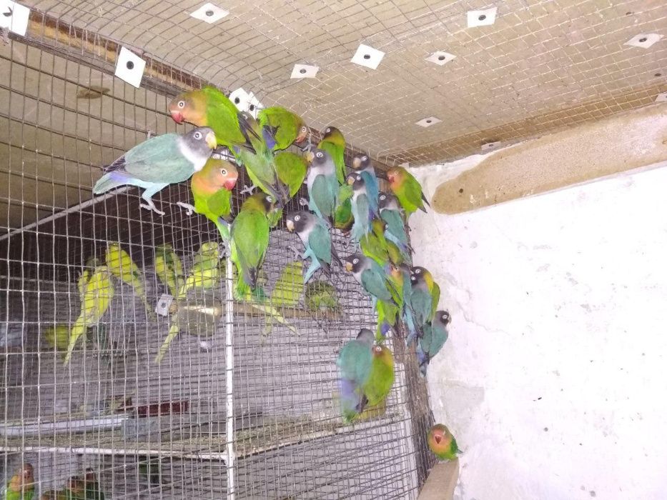 Продаётся фишира неразлучники