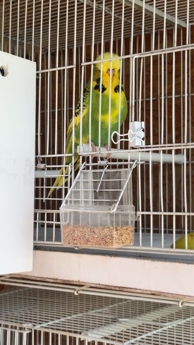 Papagali perusi standard