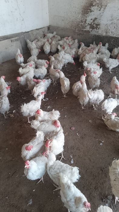 Тауық несушки сатылады