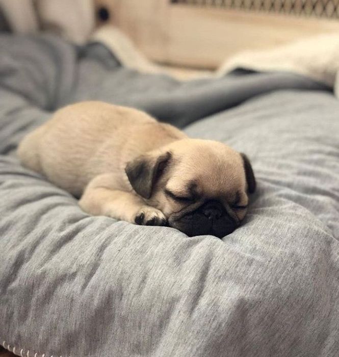 Продам щенков Мопса.