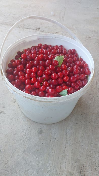 Вишня продаётся .